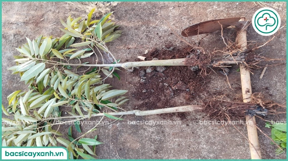 Phòng ngừa vàng lá thối rễ trên cây sầu riêng